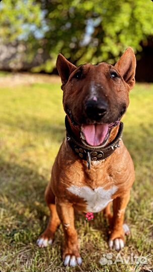 Стандартный бультерьер