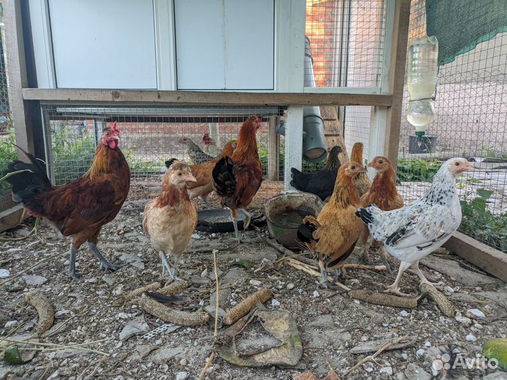 Карликовые декоративные курочки