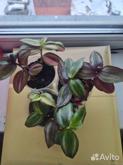 Традесканция шоколад