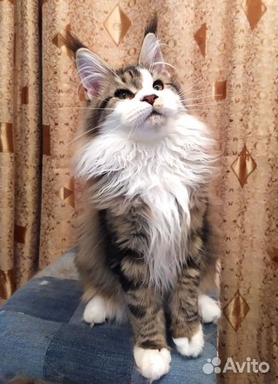 Котята мейн-кун