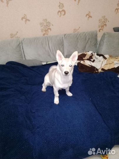 Собака в добрые руки отдам бесплатно