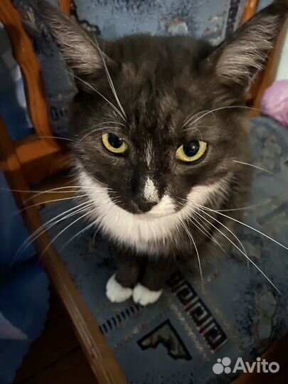 Кошки и коты в добрые руки