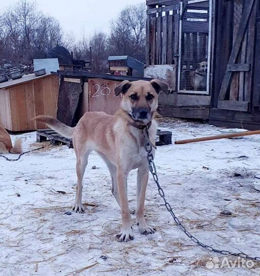 В Добрые руки