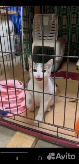 Котики бесплатно в добрые руки