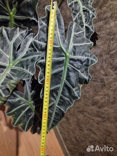 Продам цветы комнатные