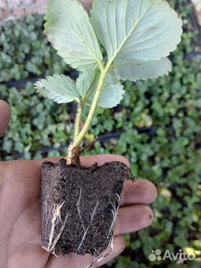 Рассада клубники Альба Клери Альбион оптом