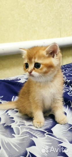 Котята золотой британской