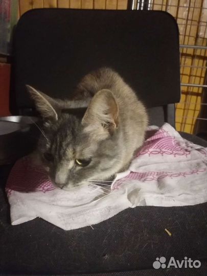 Кошка в дар бесплатно