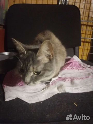 Кошка в дар бесплатно