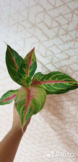 Аглаонемы тайские