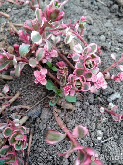 Молодило,очиток