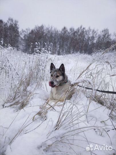 Красотка Дейзи (Собака из приюта)