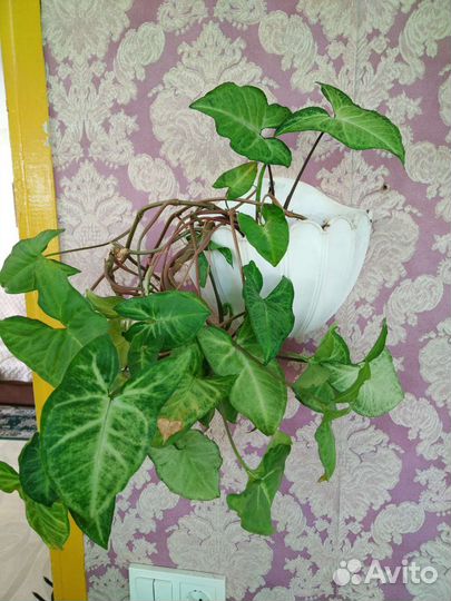 Комнатные растения цветы