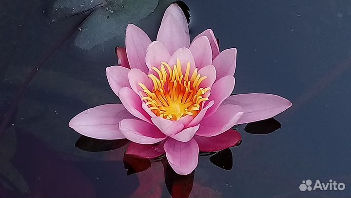 Кувшинка Роуз Эйри