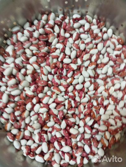 Продаю фасоль