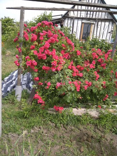 Дача 20 м² на участке 6 сот.