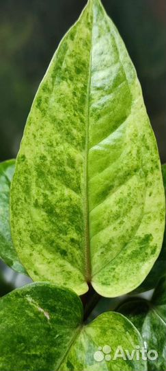 Антуриум Ренисанс минт вар