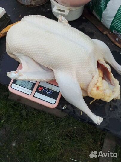 Мясо птицы. Утка