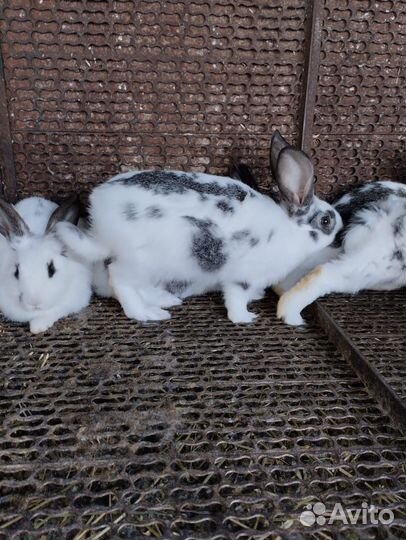 Продаются кролики