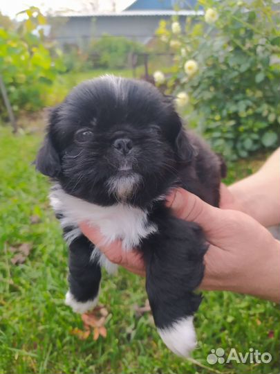 Щенки пекинеса