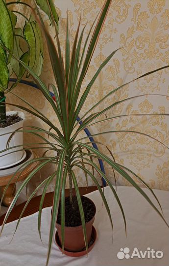 Драцена Маргината трехцветная