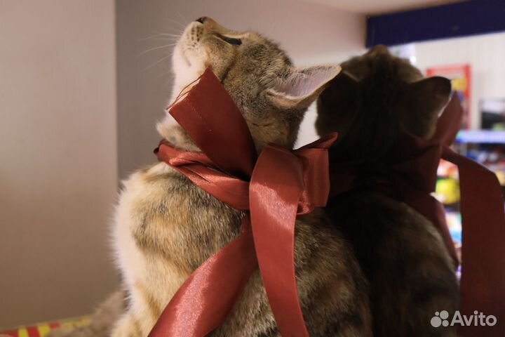 Милашка Соня