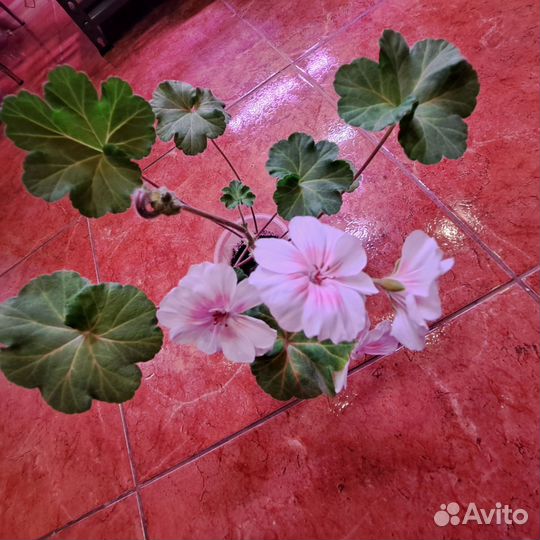 Пеларгония герань сортовая Lovely Vera