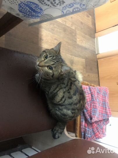 Курильский бобтейл