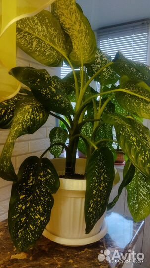 Диффенбахия