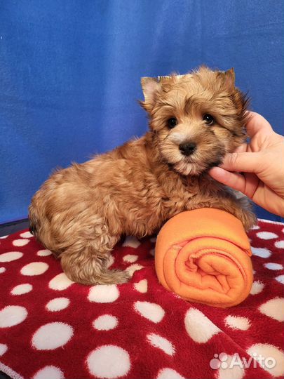 Рыжий яркий щенок йорк русская салонная