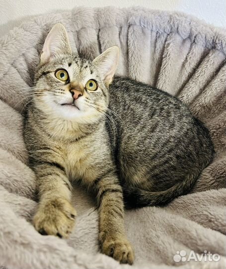 Милый котенок ищет дом