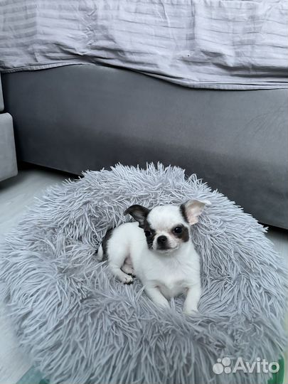 Чихуахуа мини