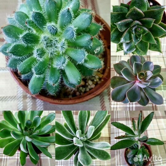 Суккуленты