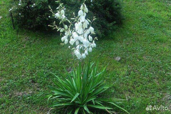 Декоративные кустарники