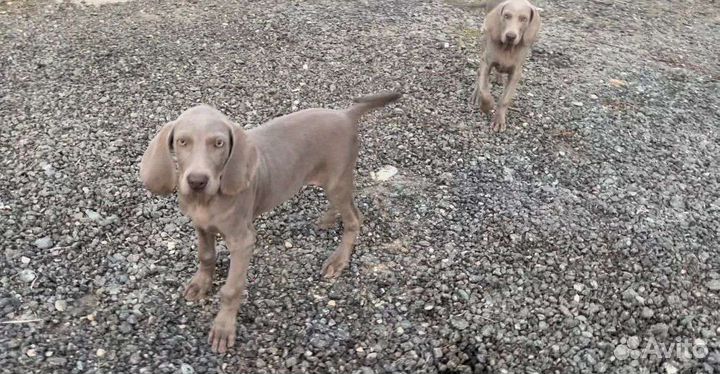 Веймаранер