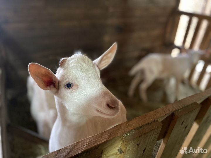 Козлята дойной зааненской козы чистокровные