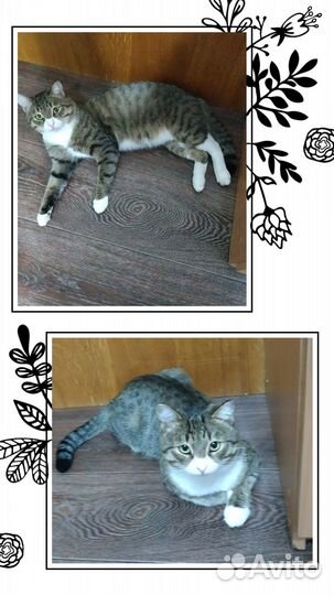 Молодой котик в добрые руки