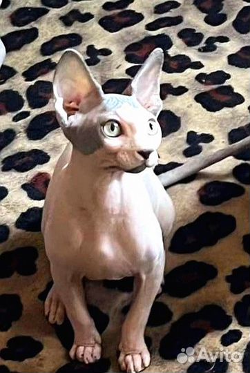 Канадский сфинкс