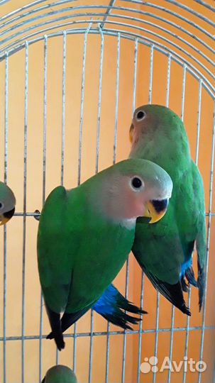 Попугайчики