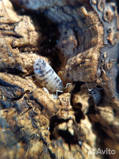 Мокрицы Porcellio Laevis 