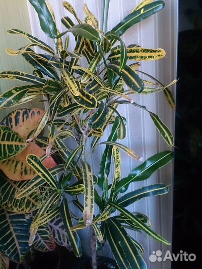 Кротоны Петра Голд стар Кодиеум