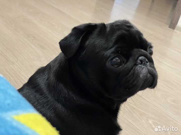 Сексуальная шоколадка ищет девочку для вязки