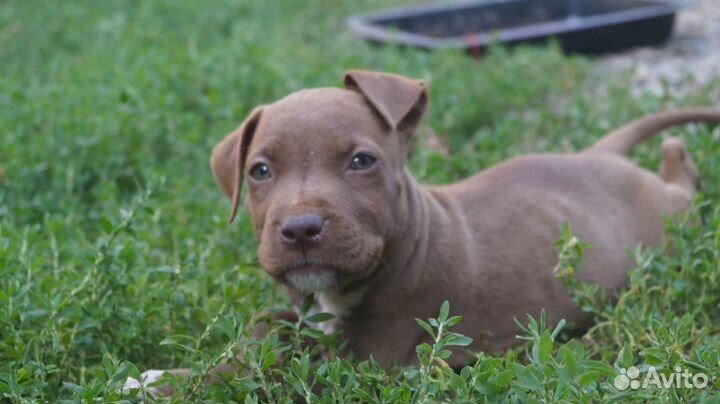 Щенки питбуля