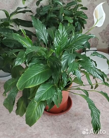 Спатифиллум (