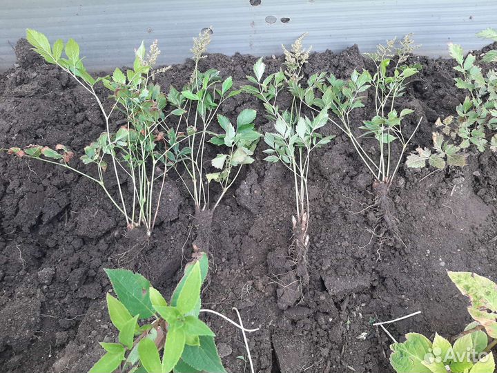 Астильба розовая