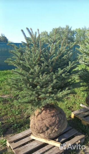 Ель голубая, сизая