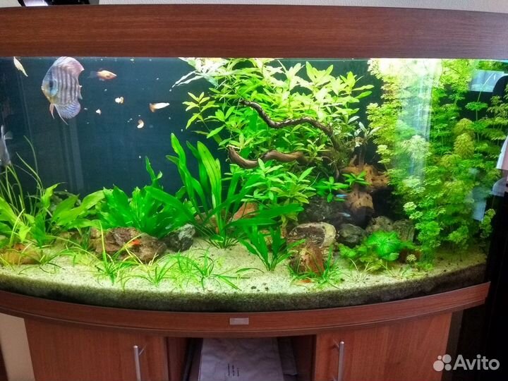 Обслуживание чистка аквариума