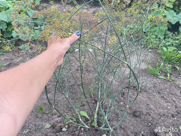 Семена укропа