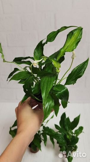 Спатифиллум Шопен, женское счастье