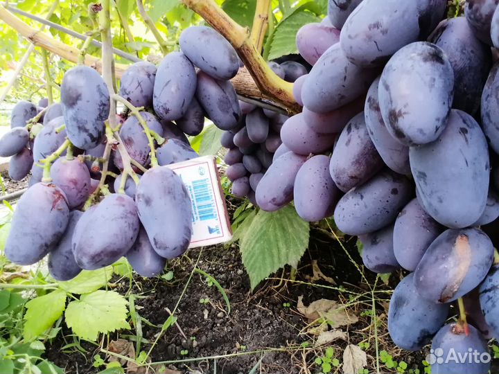 Саженцы и черенки винограда